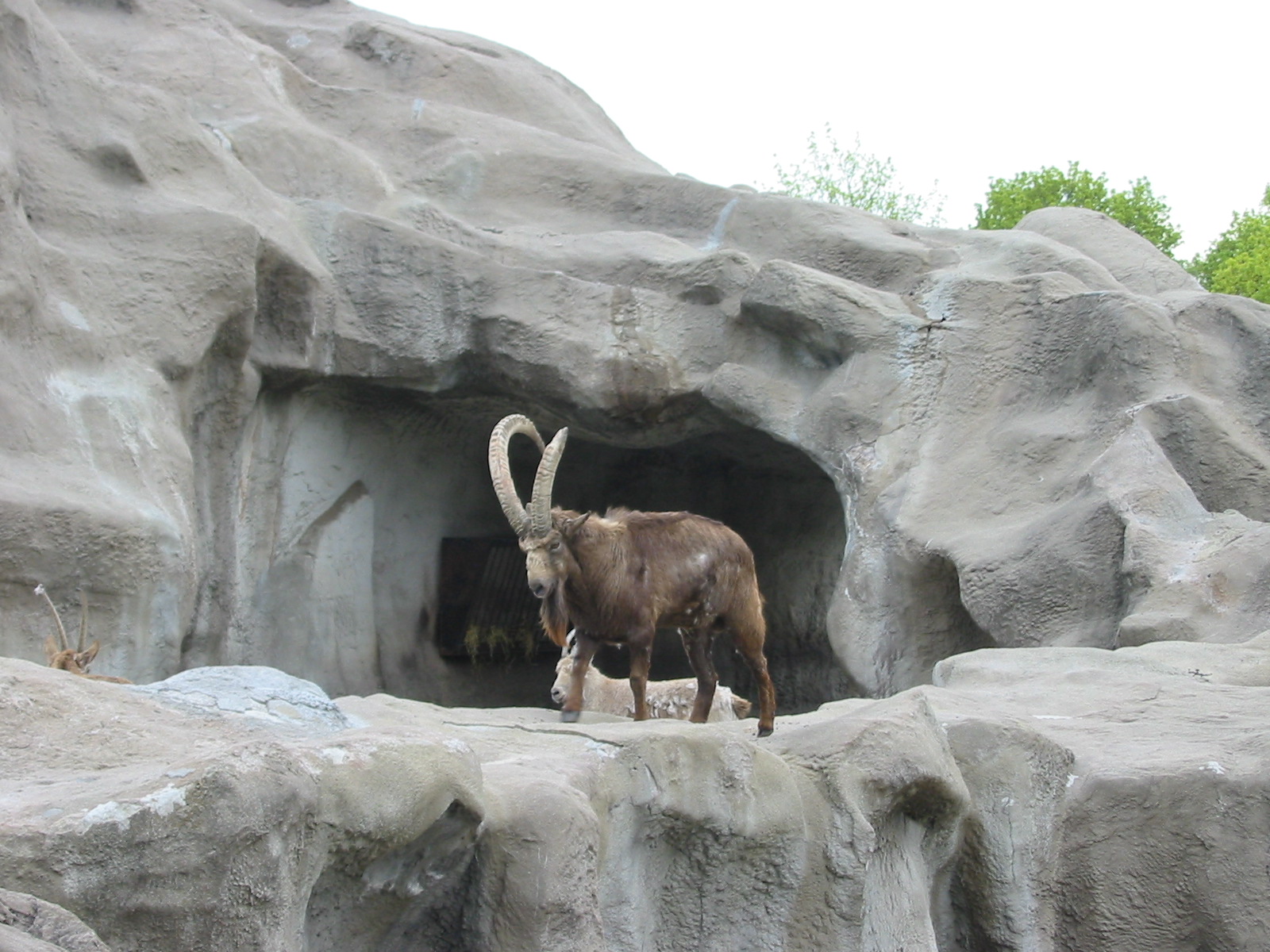 Brookfield Zoo 2003 - Siberian Ibex buck on the now demolished Ibex Rock