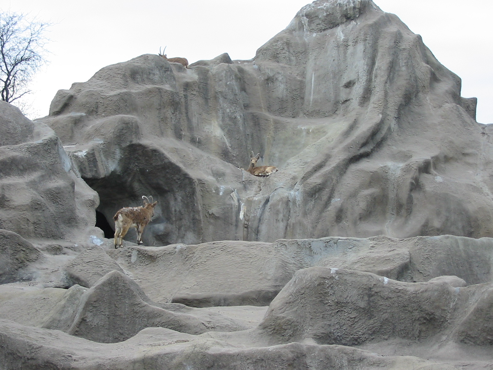 Brookfield Zoo 2003 - Siberian Ibex on the now demolished Ibex Rock