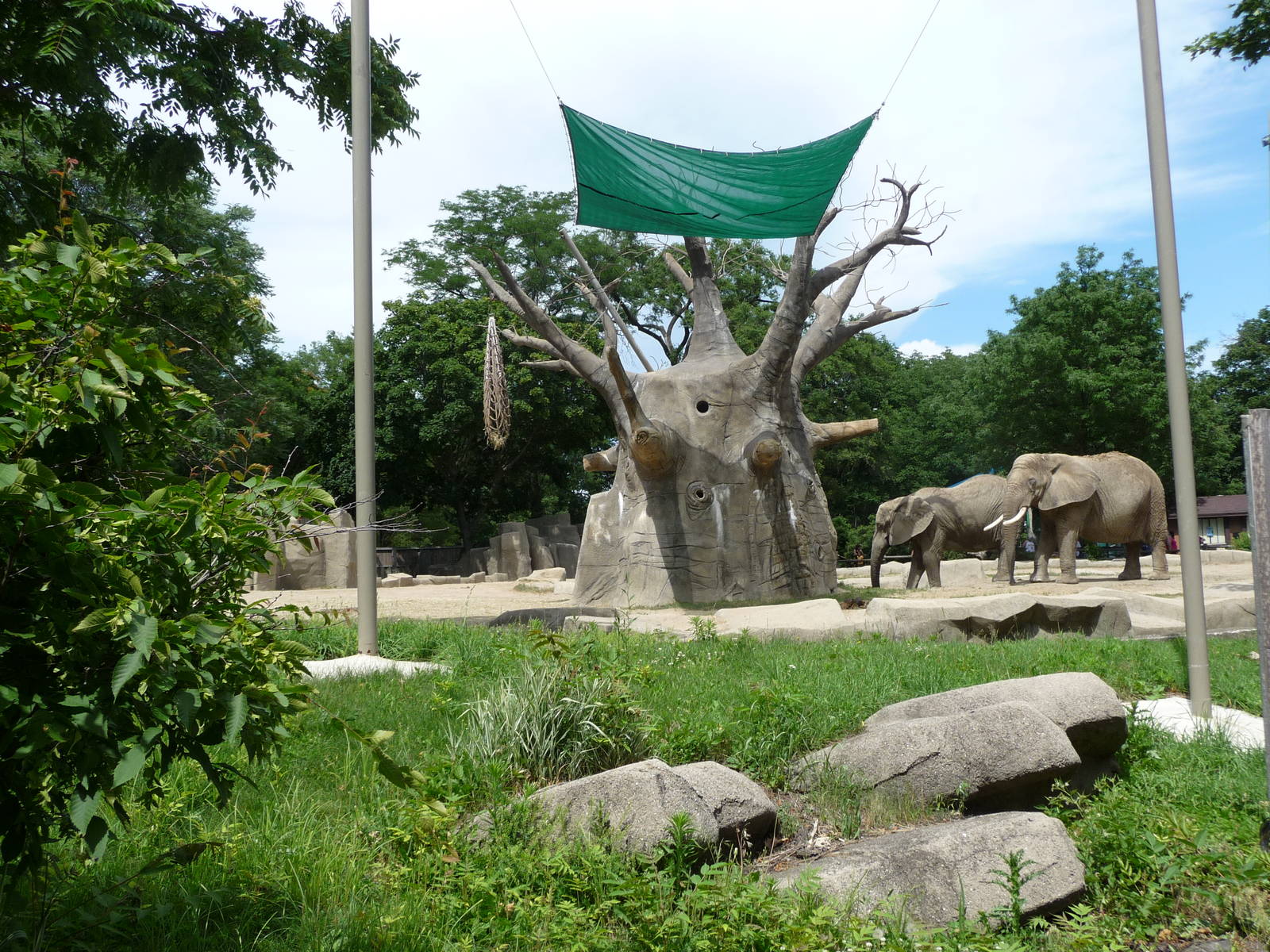 Brookfield Zoo - African elephants