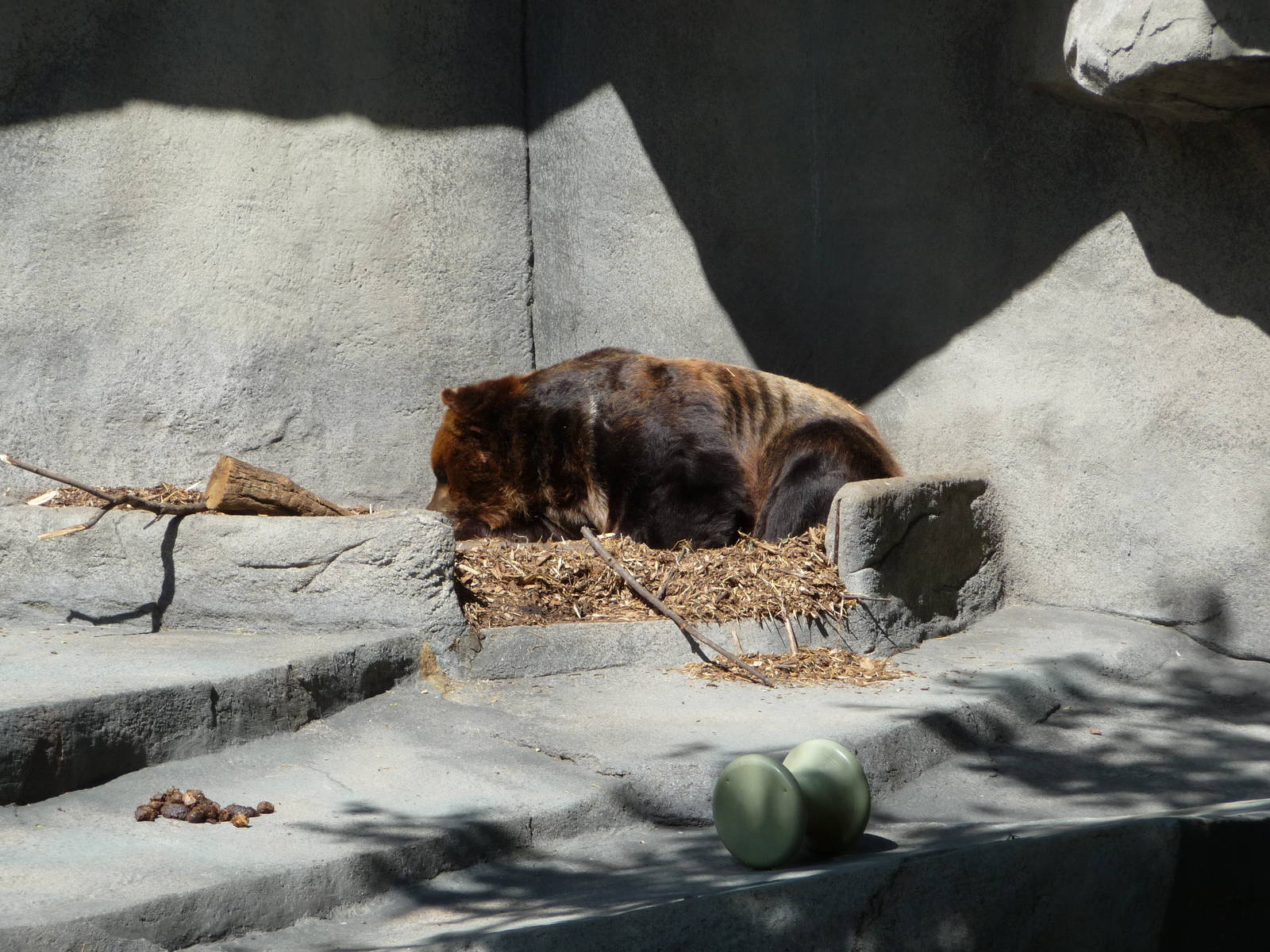 Brookfield Zoo - Grizzly Bear