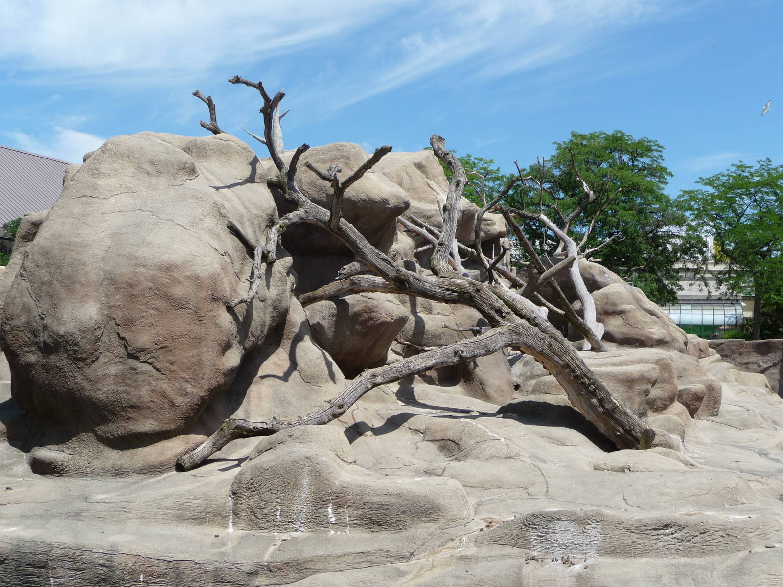 Brookfield Zoo - Guinea Baboon Island