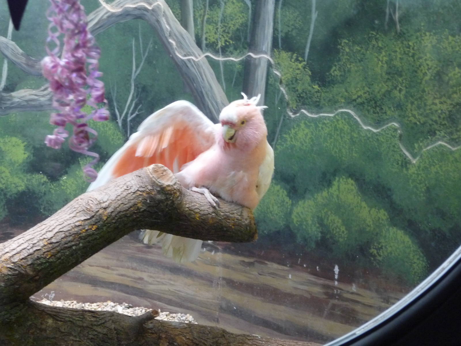Brookfield Zoo - Leadbeaters Cockatoo