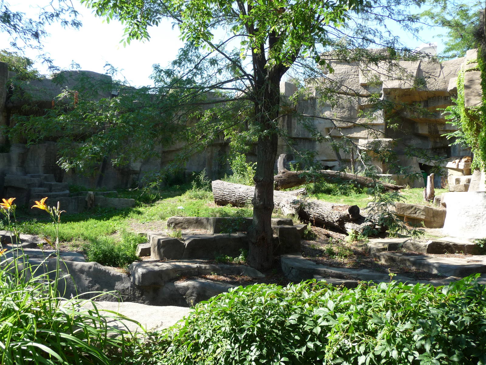 Brookfield Zoo - Lion Exhibit