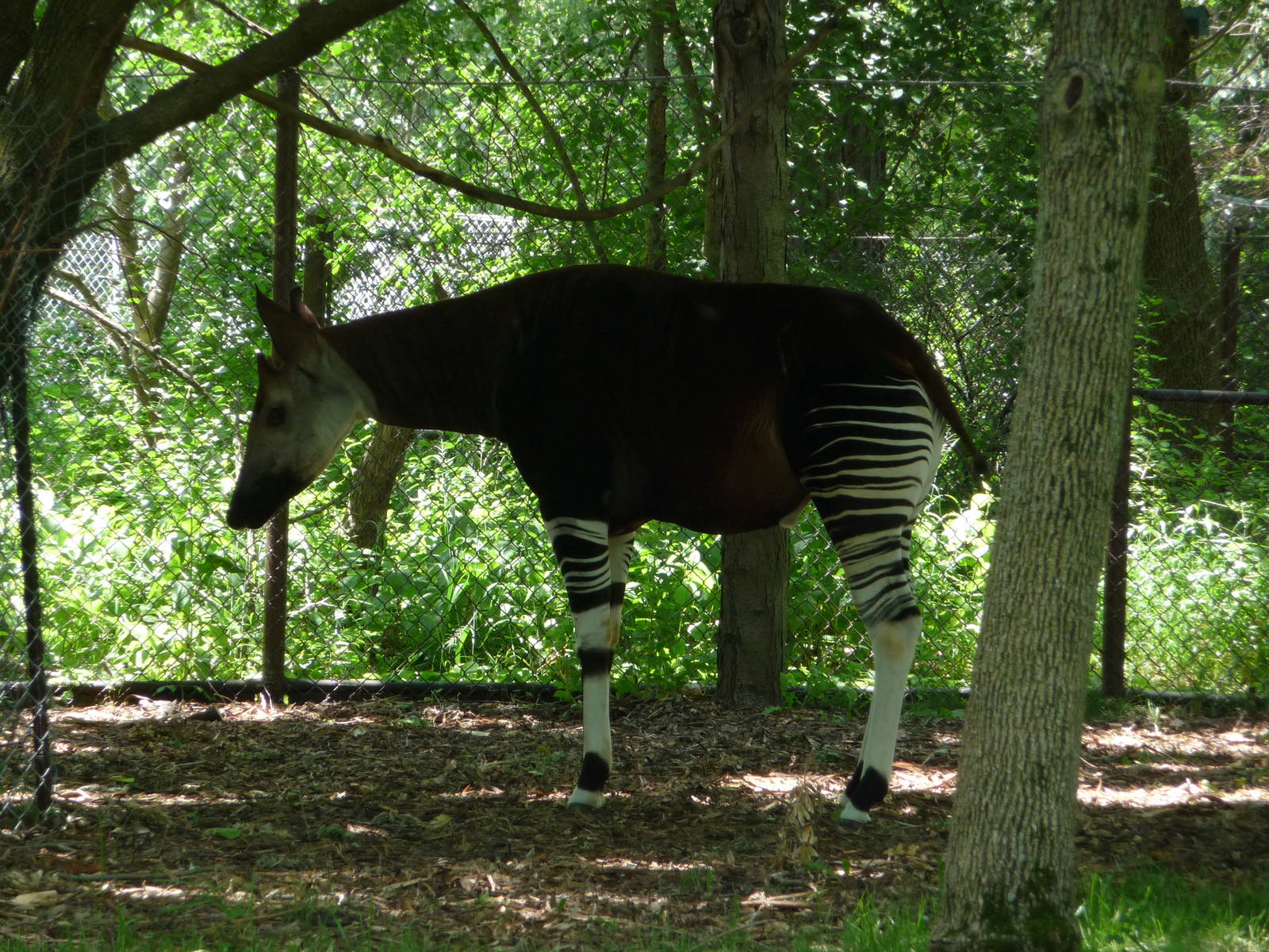 Brookfield Zoo - Okapi
