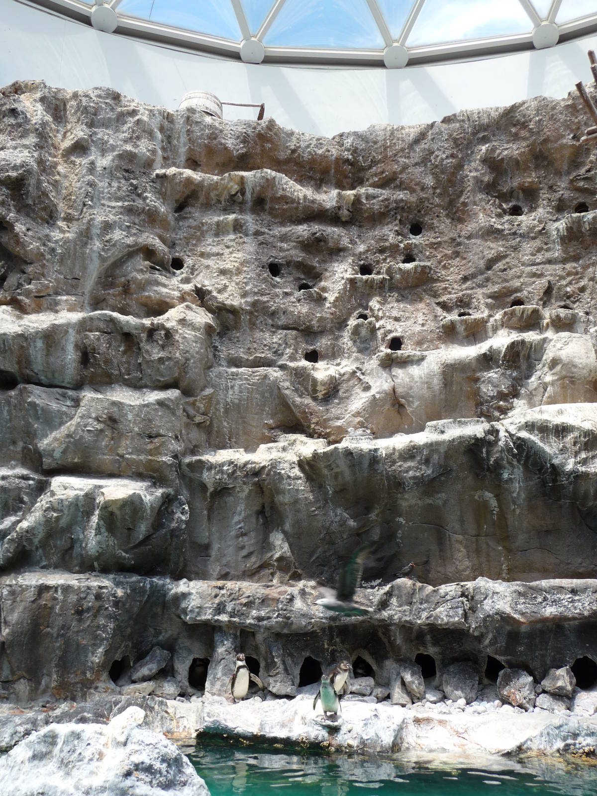 Brookfield Zoo - Penguin Exhibit