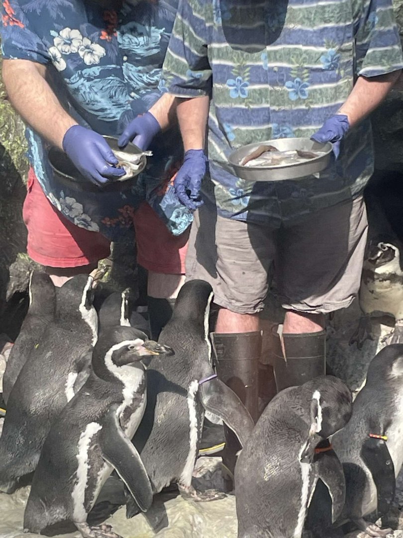 Brookfield Zoo Penguin Feeding 9/1/24