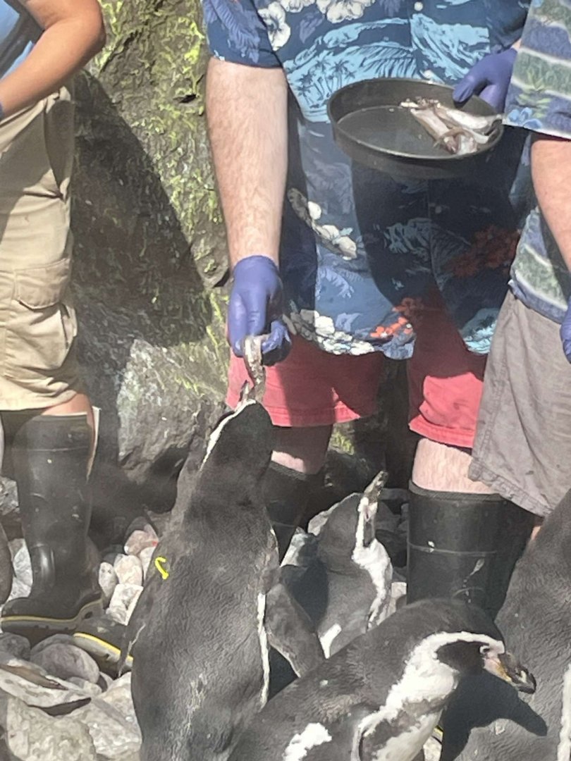 Brookfield Zoo Penguin Feeding 9/1/24