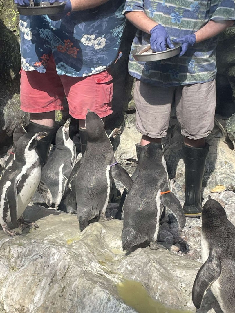 Brookfield Zoo Penguin Feeding 9/1/24