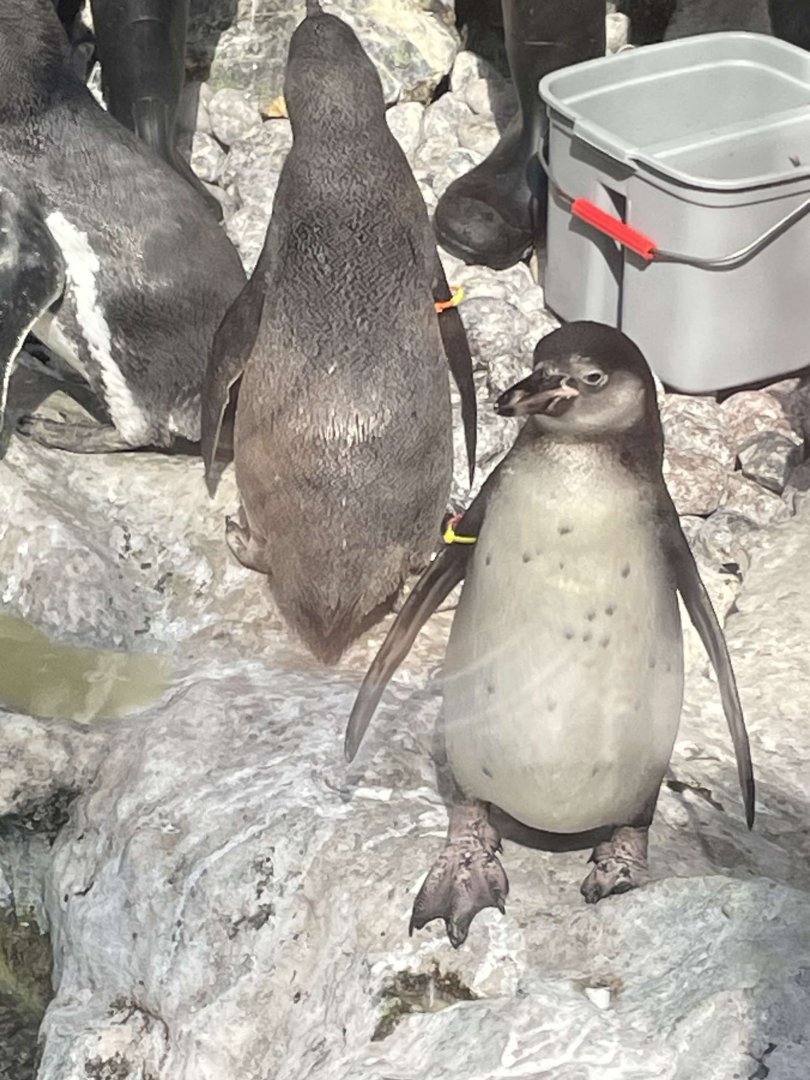 Brookfield Zoo Penguin Feeding 9/1/24