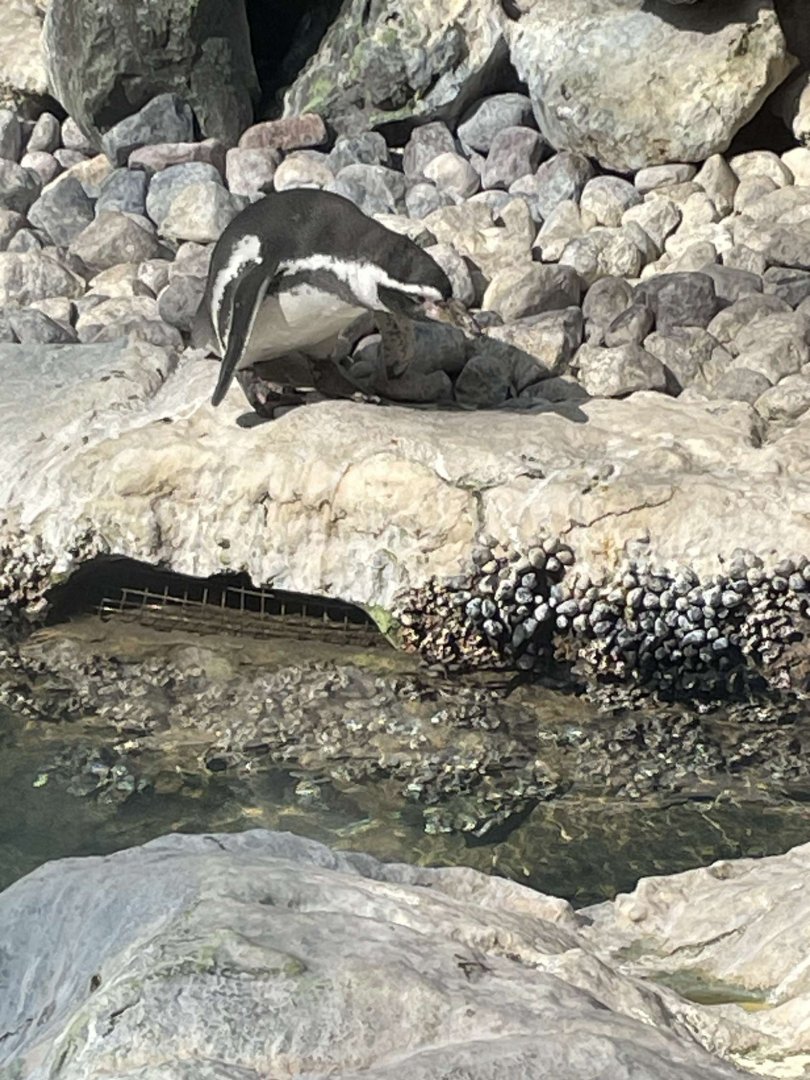 Brookfield Zoo Penguin Feeding 9/1/24