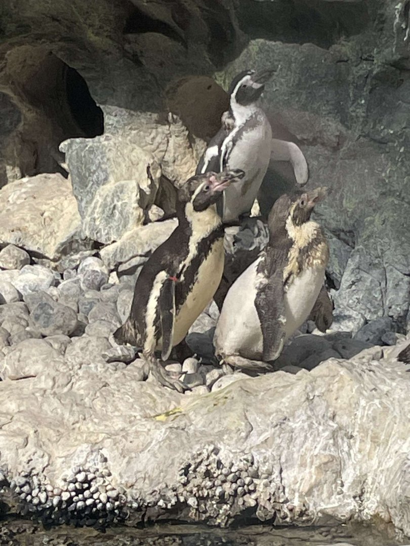 Brookfield Zoo Penguin Feeding 9/1/24