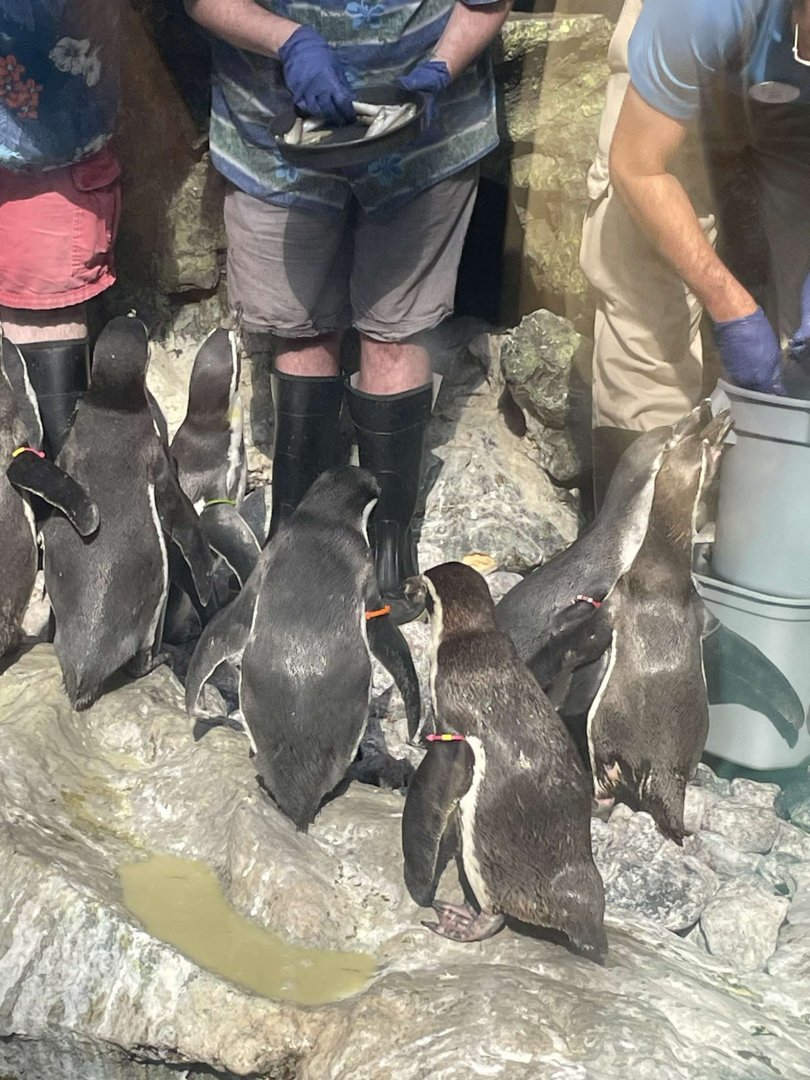 Brookfield Zoo Penguin Feeding 9/1/24