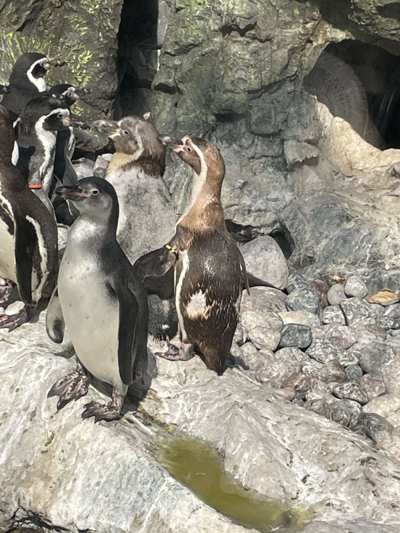 Brookfield Zoo Penguin Feeding 9/1/24