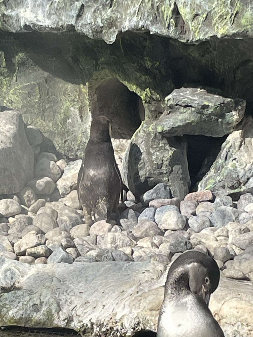 Brookfield Zoo Penguin Feeding 9/1/24