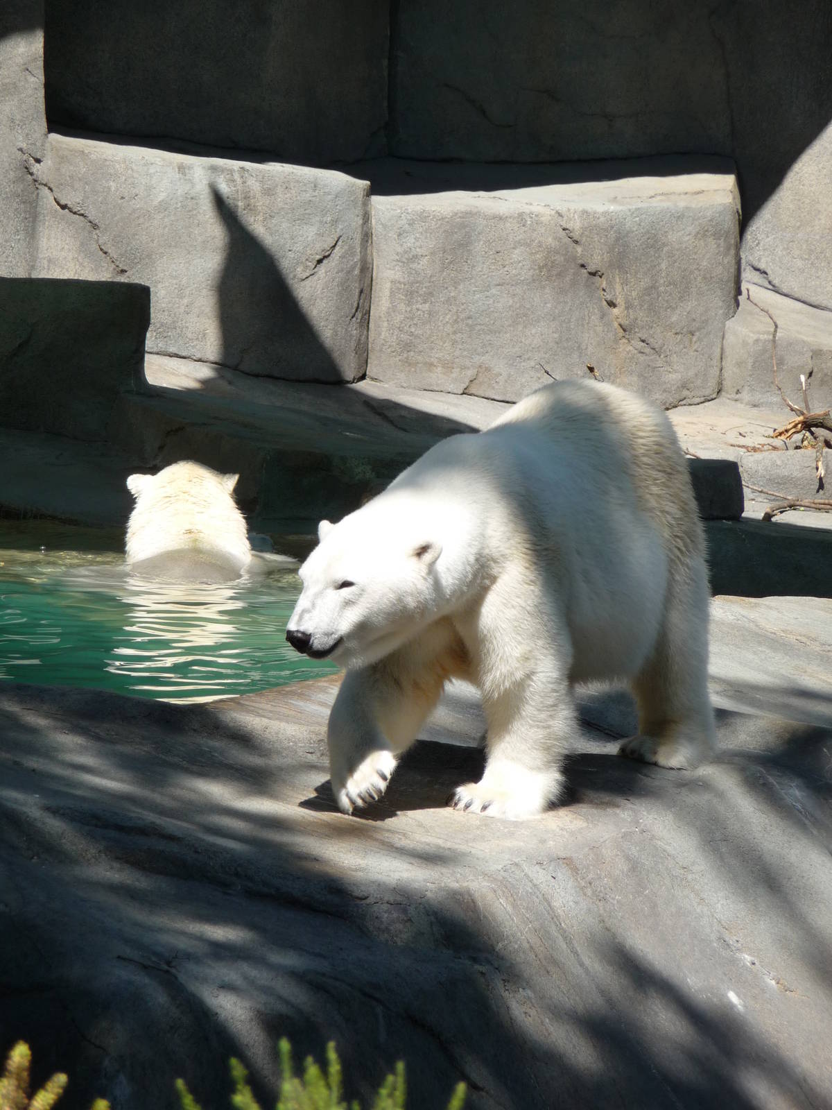 Brookfield Zoo - Polar Bears