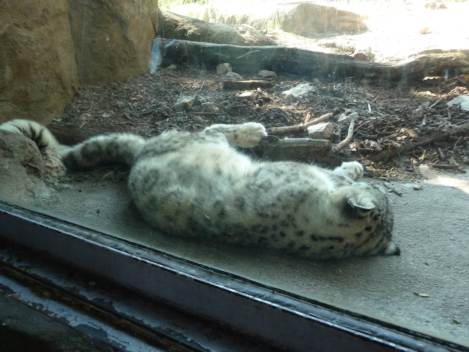 Brookfield Zoo - Snow Leopard