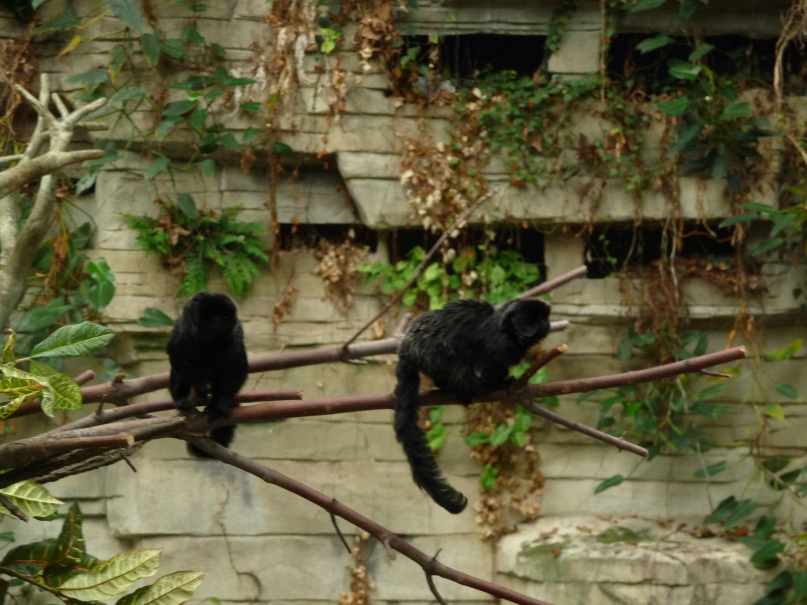 Brookfield Zoo - Tropic World