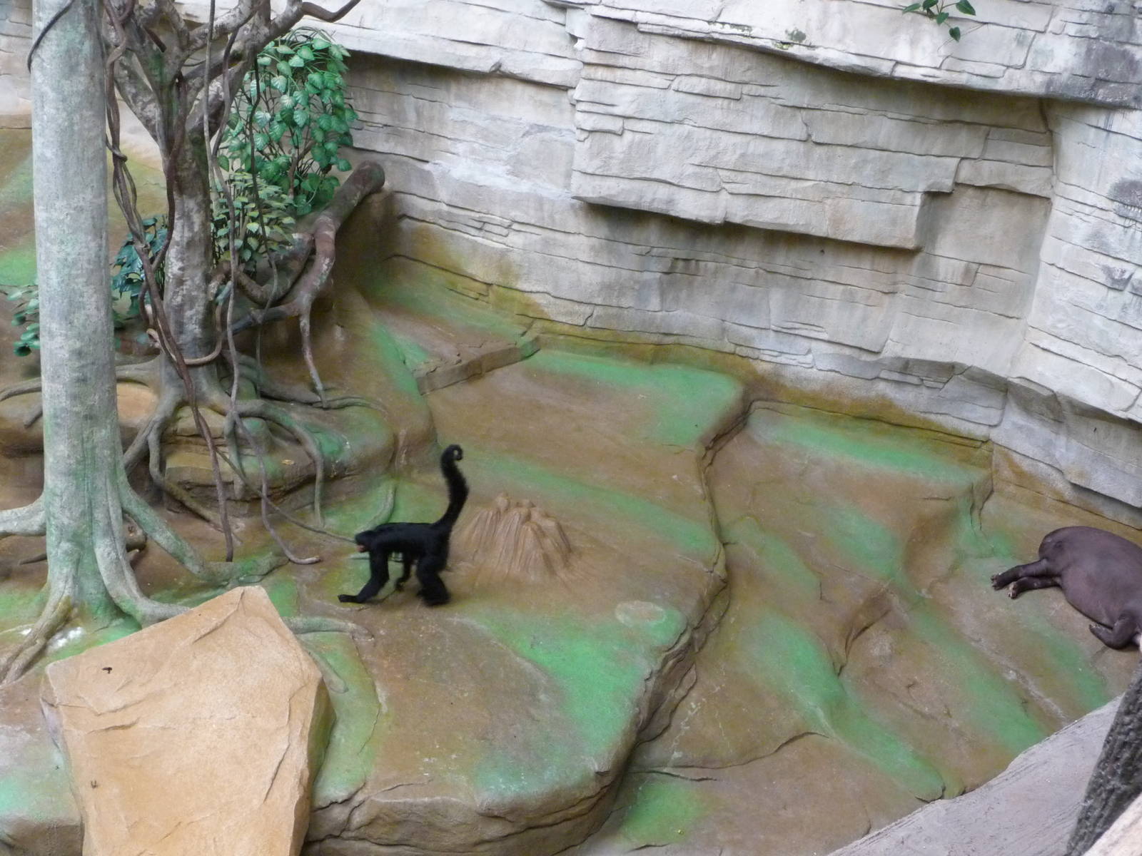 Brookfield Zoo - Tropic World