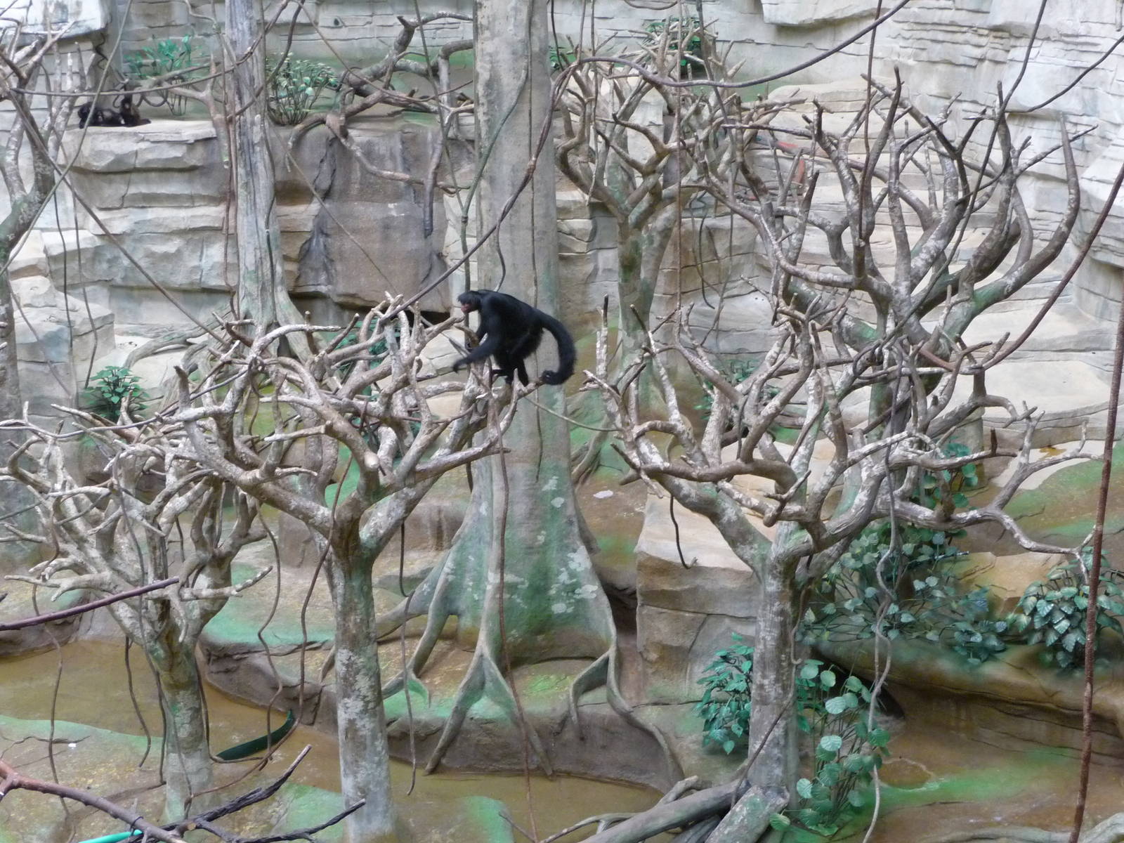 Brookfield Zoo - Tropic World