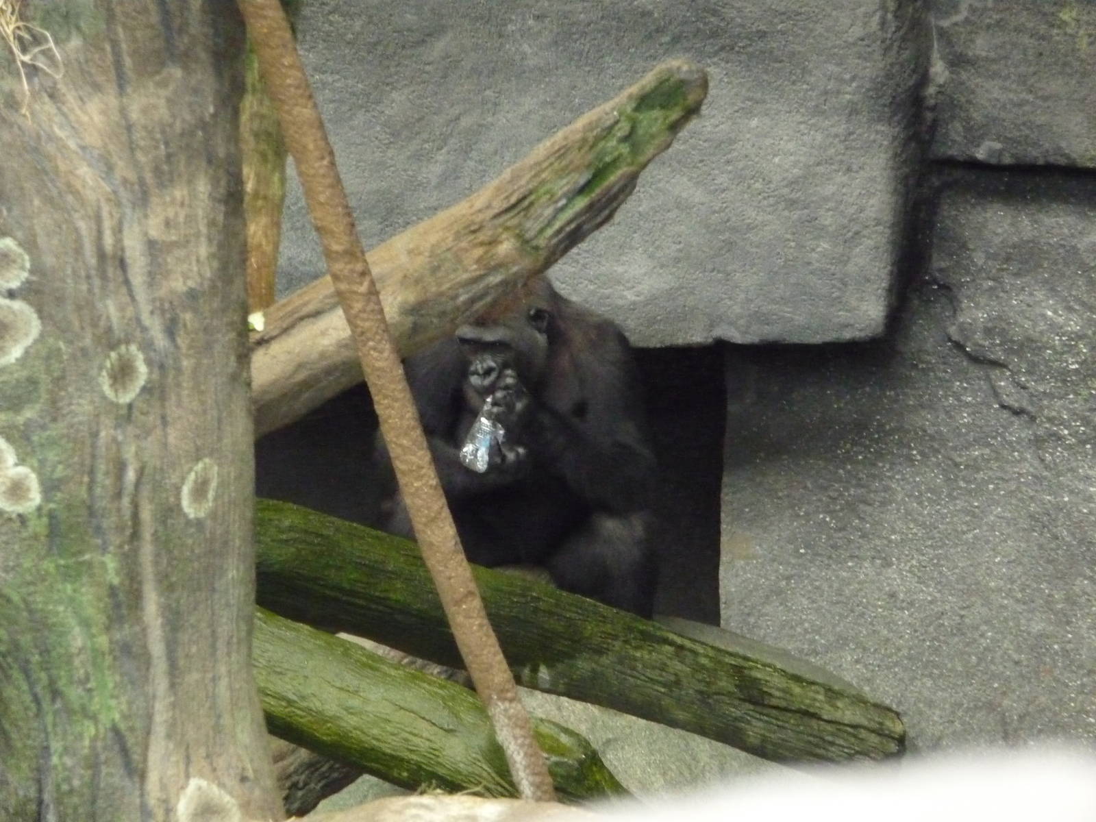 Brookfield Zoo - Tropic World