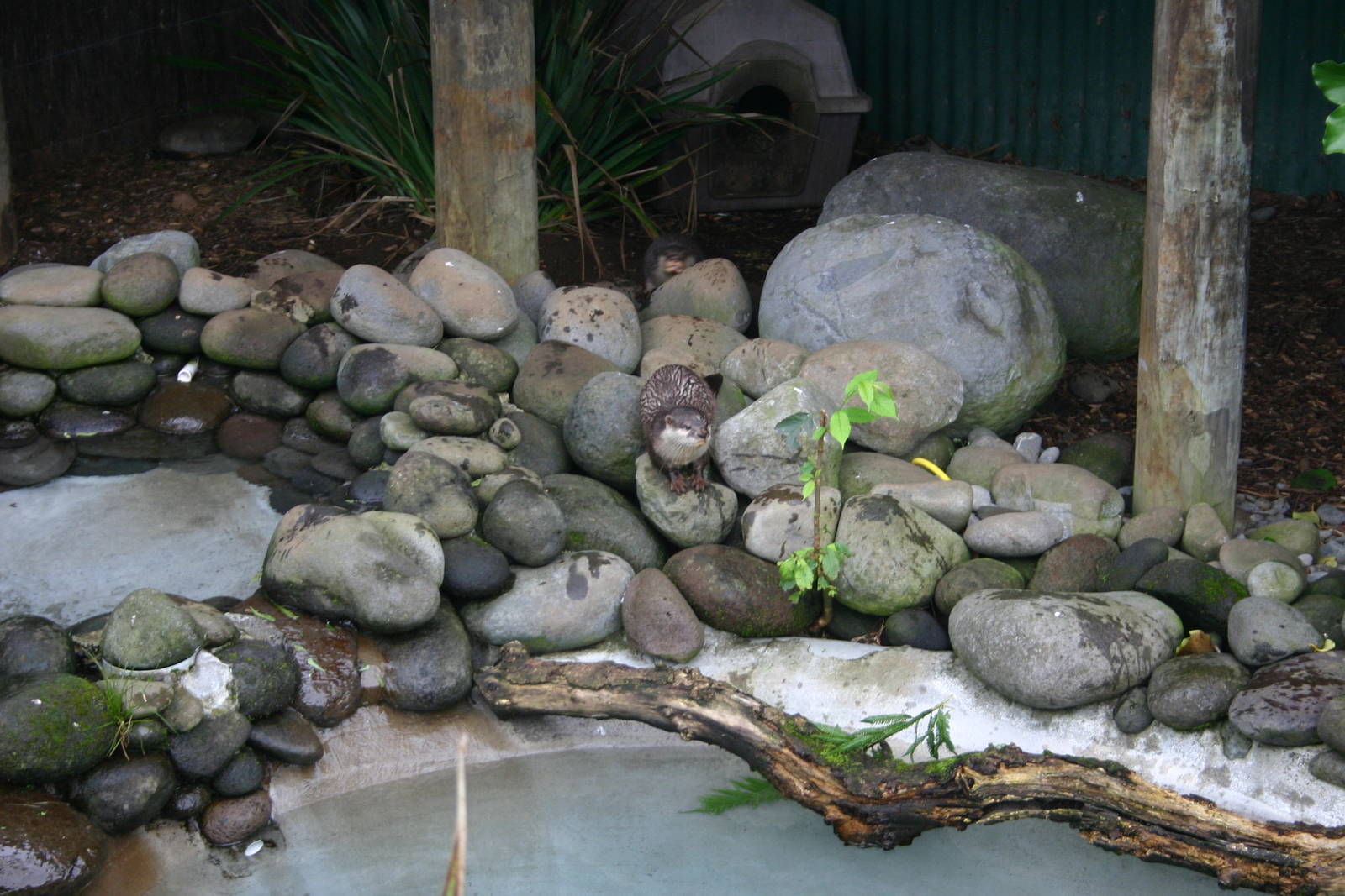 Brooklands Zoo - Asian Small-clawed Otter Exhibit