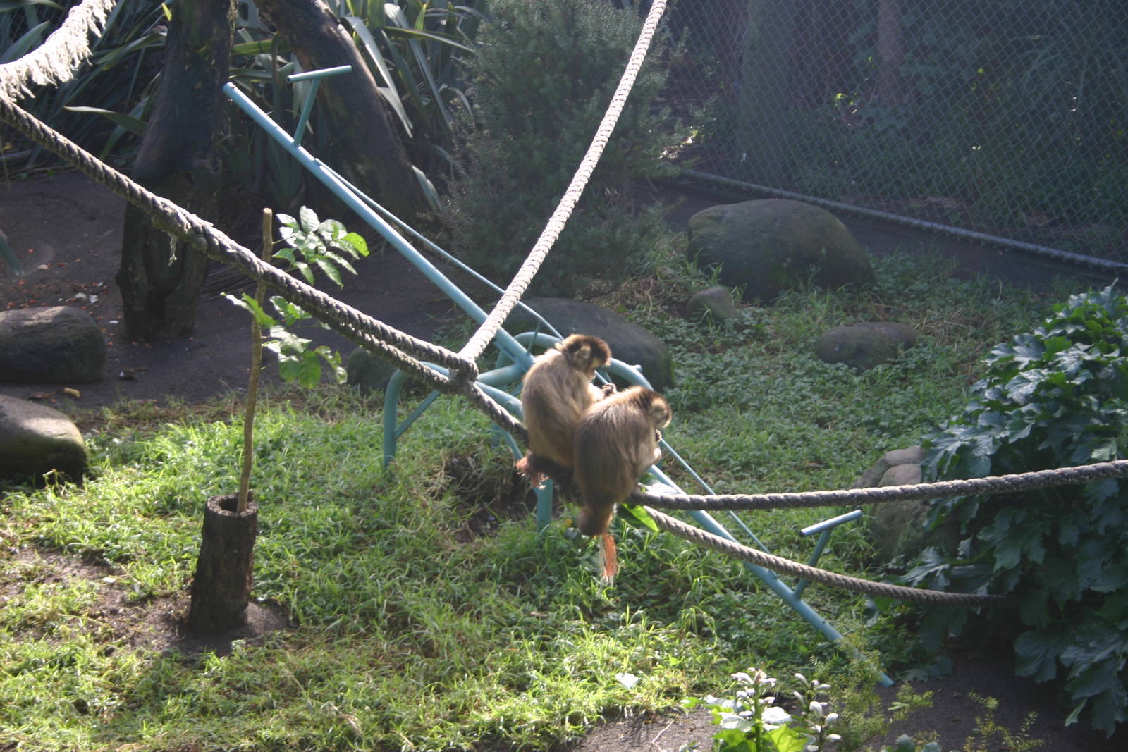 Brooklands Zoo - Black-capped Capuchin Exhibit