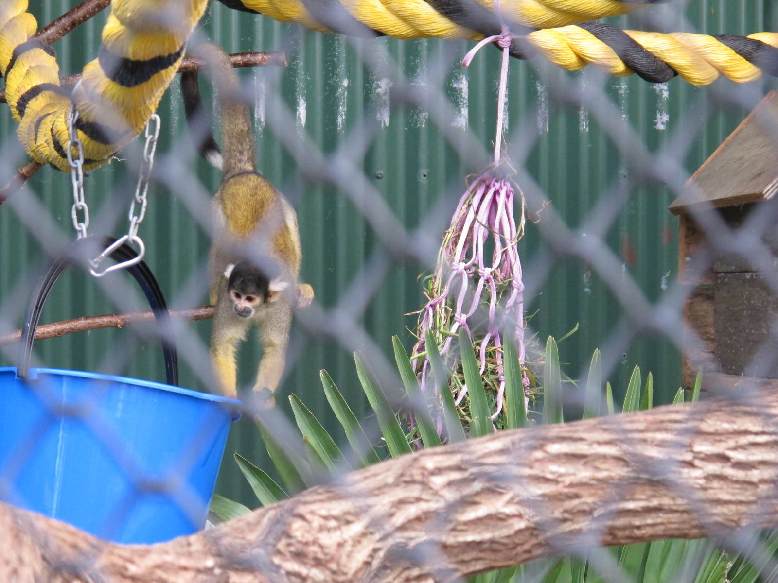 Brooklands Zoo - Bolivian Squirrel Monkey