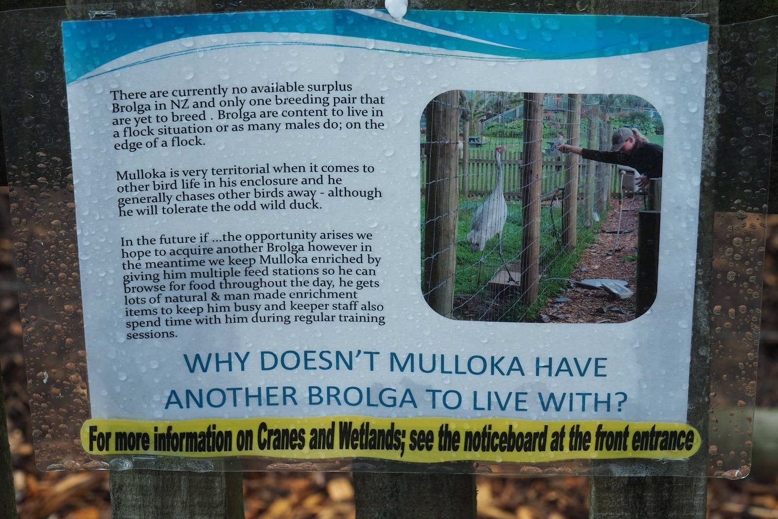 Brooklands Zoo - Brolga Sign
