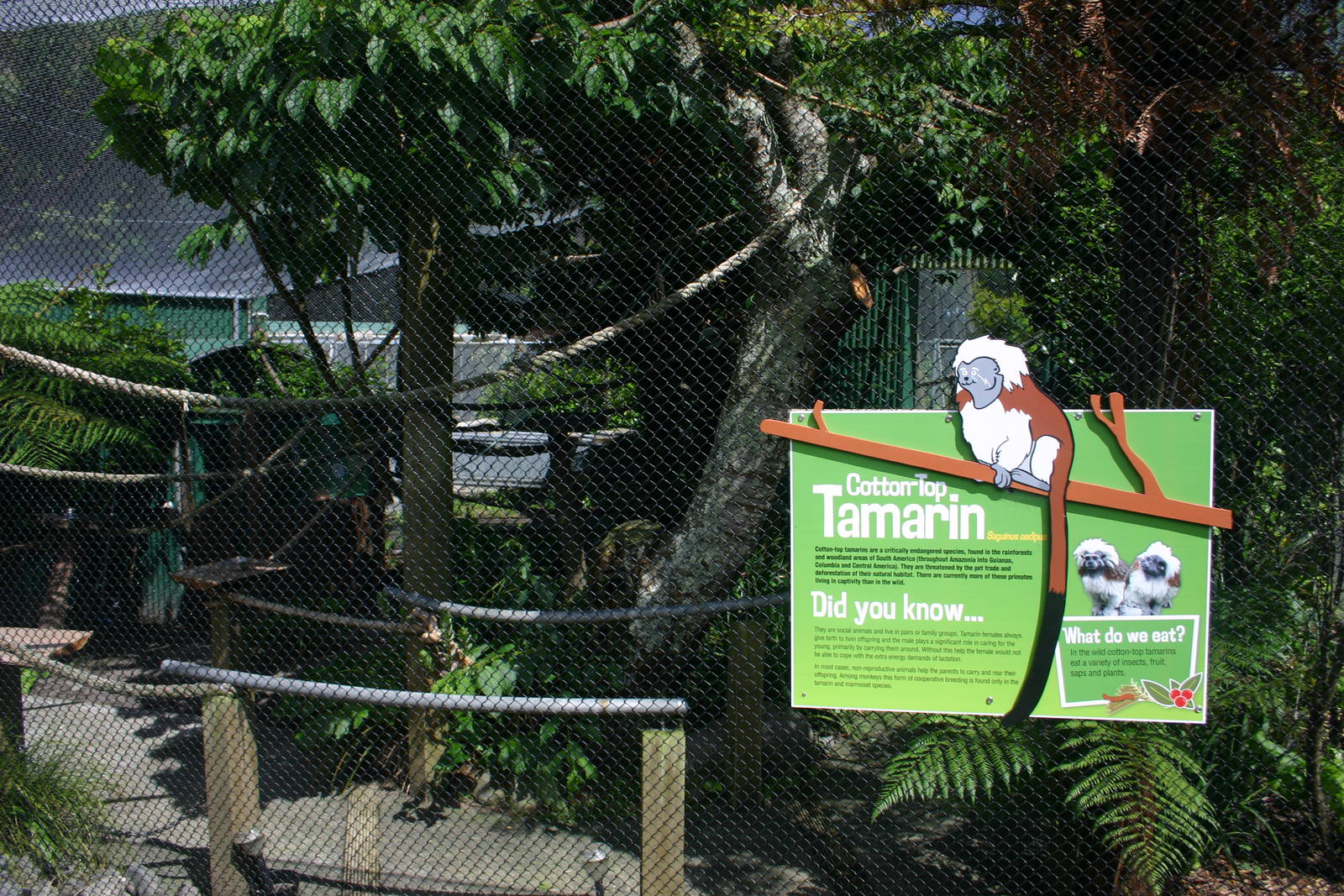 Brooklands Zoo -Cotton-top Tamarin Exhibit