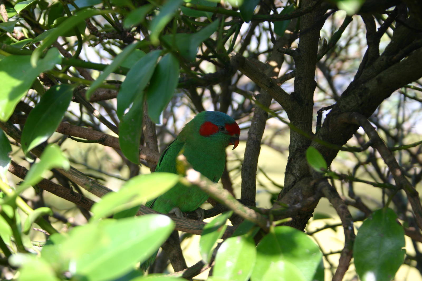 Brooklands Zoo - Musk Lorikeet