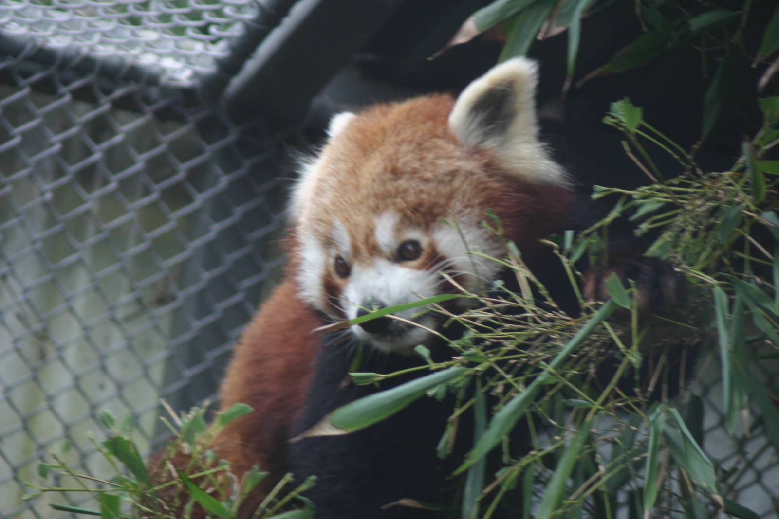 Brooklands Zoo - Red Panda
