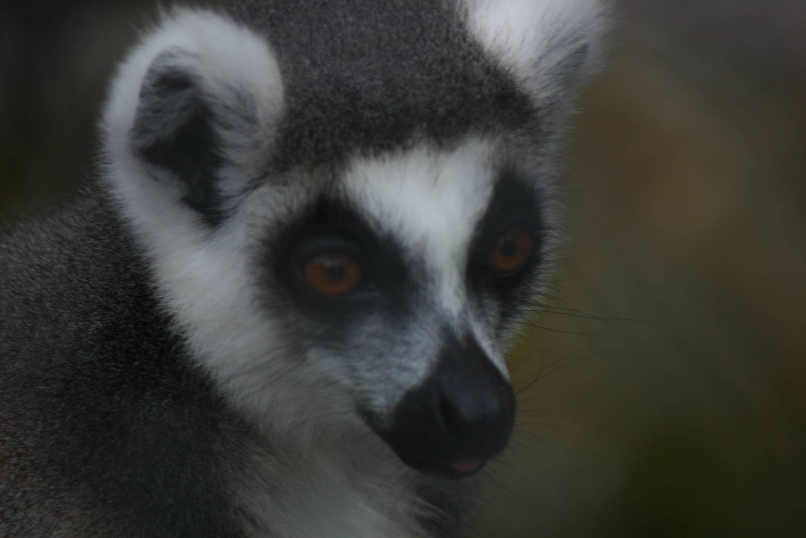Brooklands Zoo - Ring-tailed Lemur