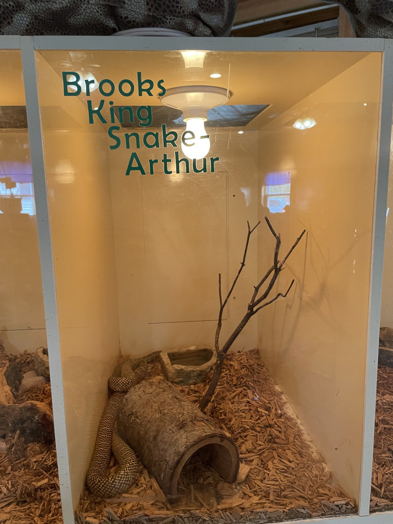 Brooks King Snake Exhibit