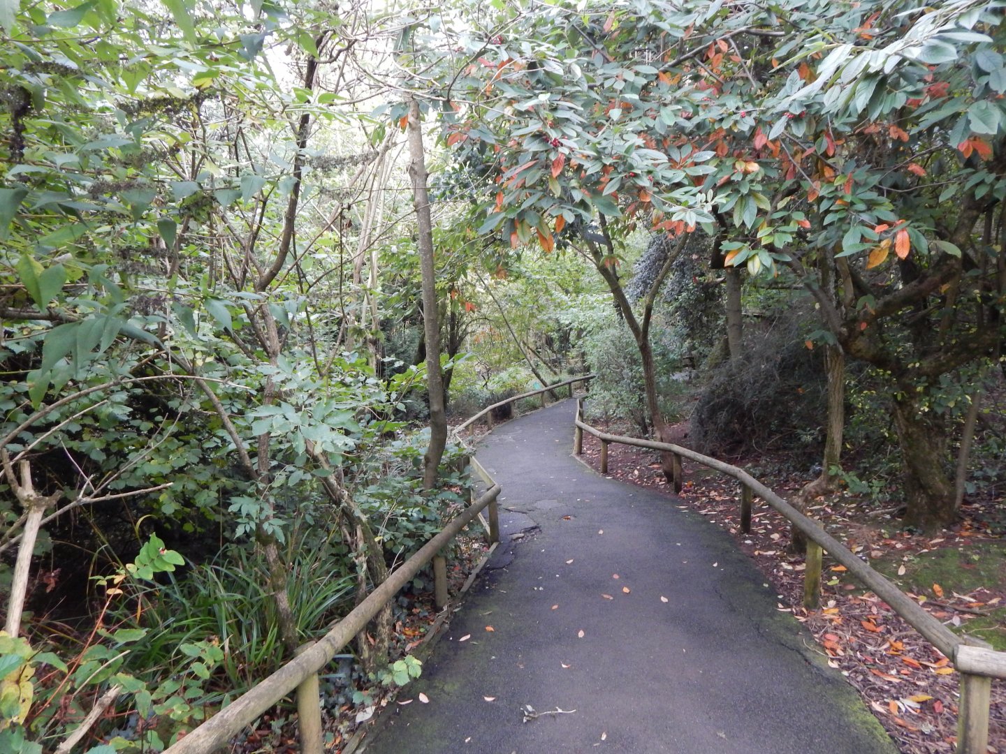 Brookside Aviary 181020