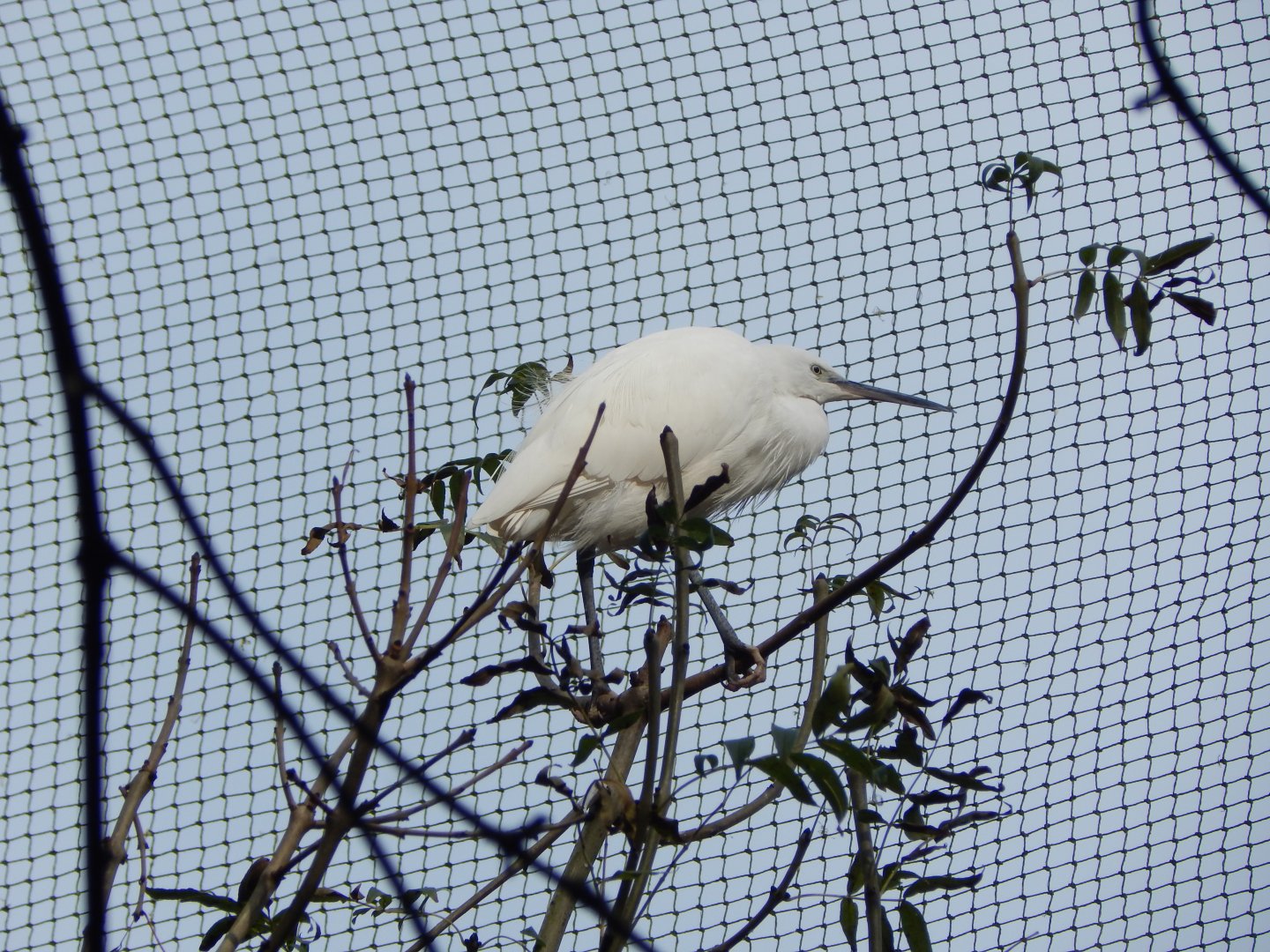 Brookside Aviary - Little egret 181020