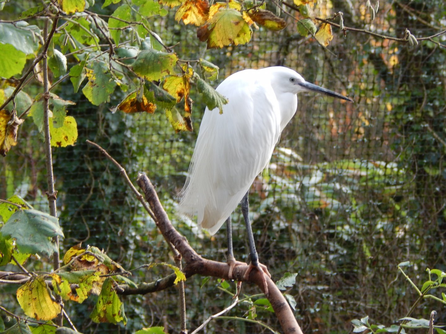 Brookside Aviary - Little egret 201121