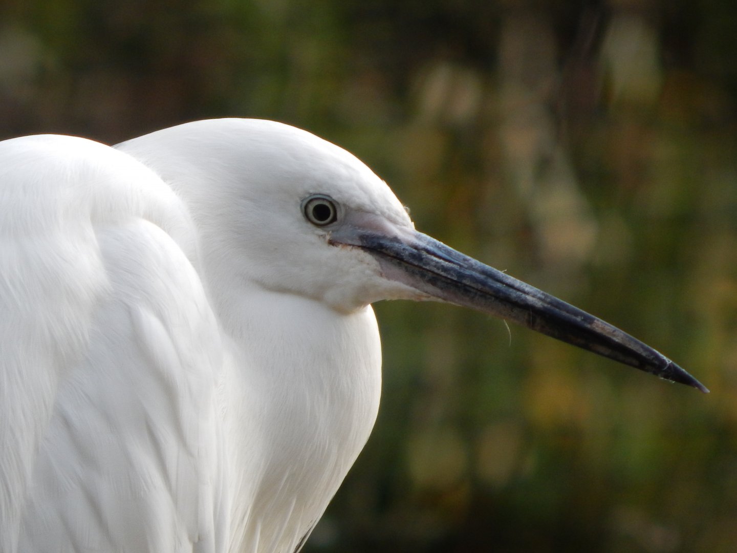 Brookside Aviary - Little egret 201121