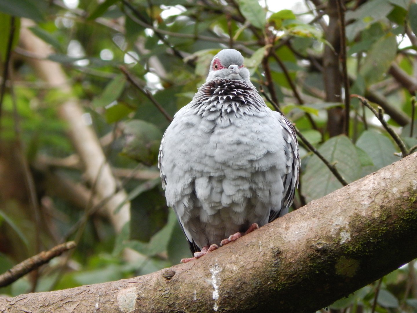 Brookside Aviary - Speckled pigeon 181020