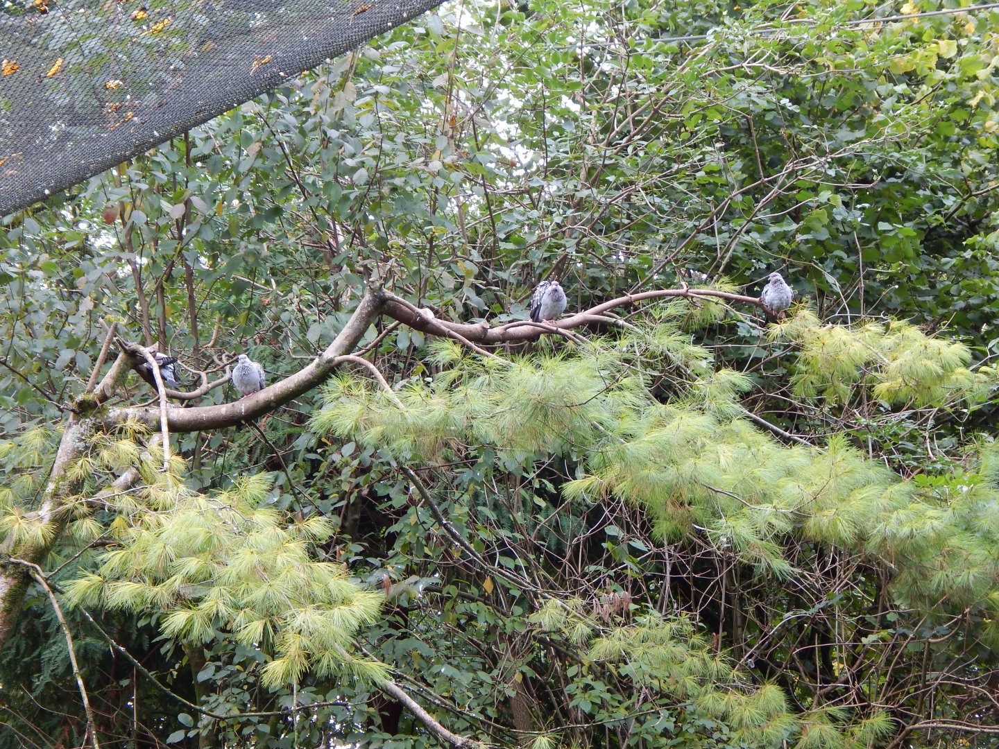 Brookside Aviary - Speckled pigeons 181020