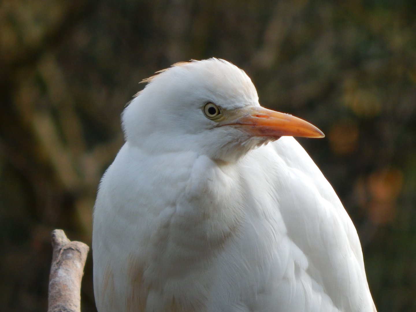 Brookside Aviary - Western cattle egret 201121
