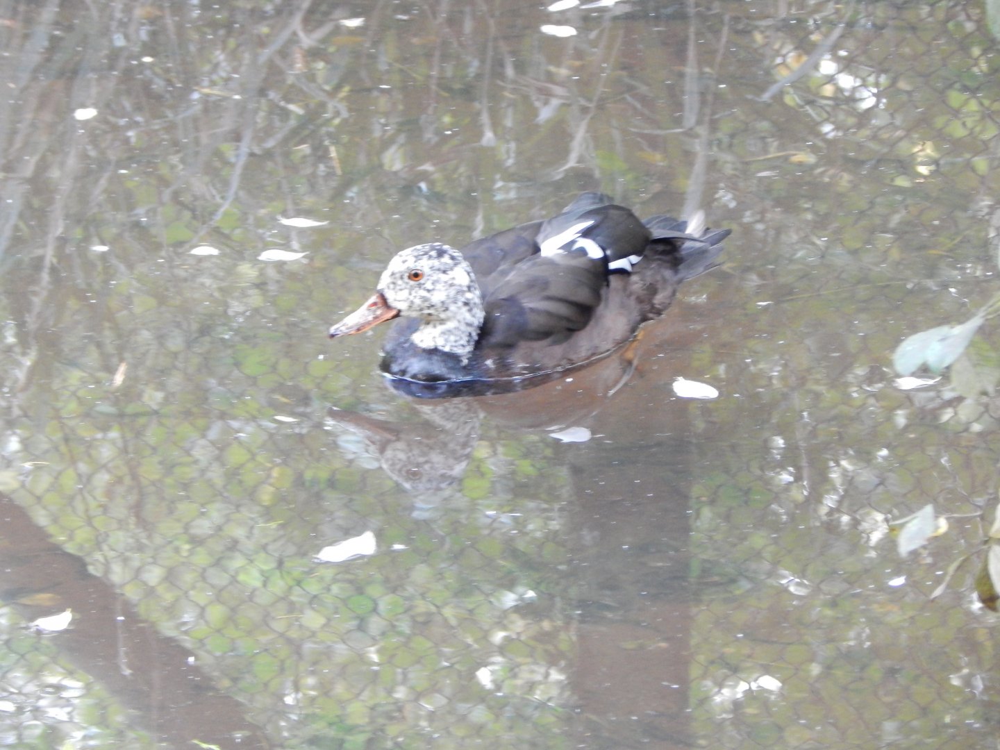 Brookside Aviary - White-winged duck 181020