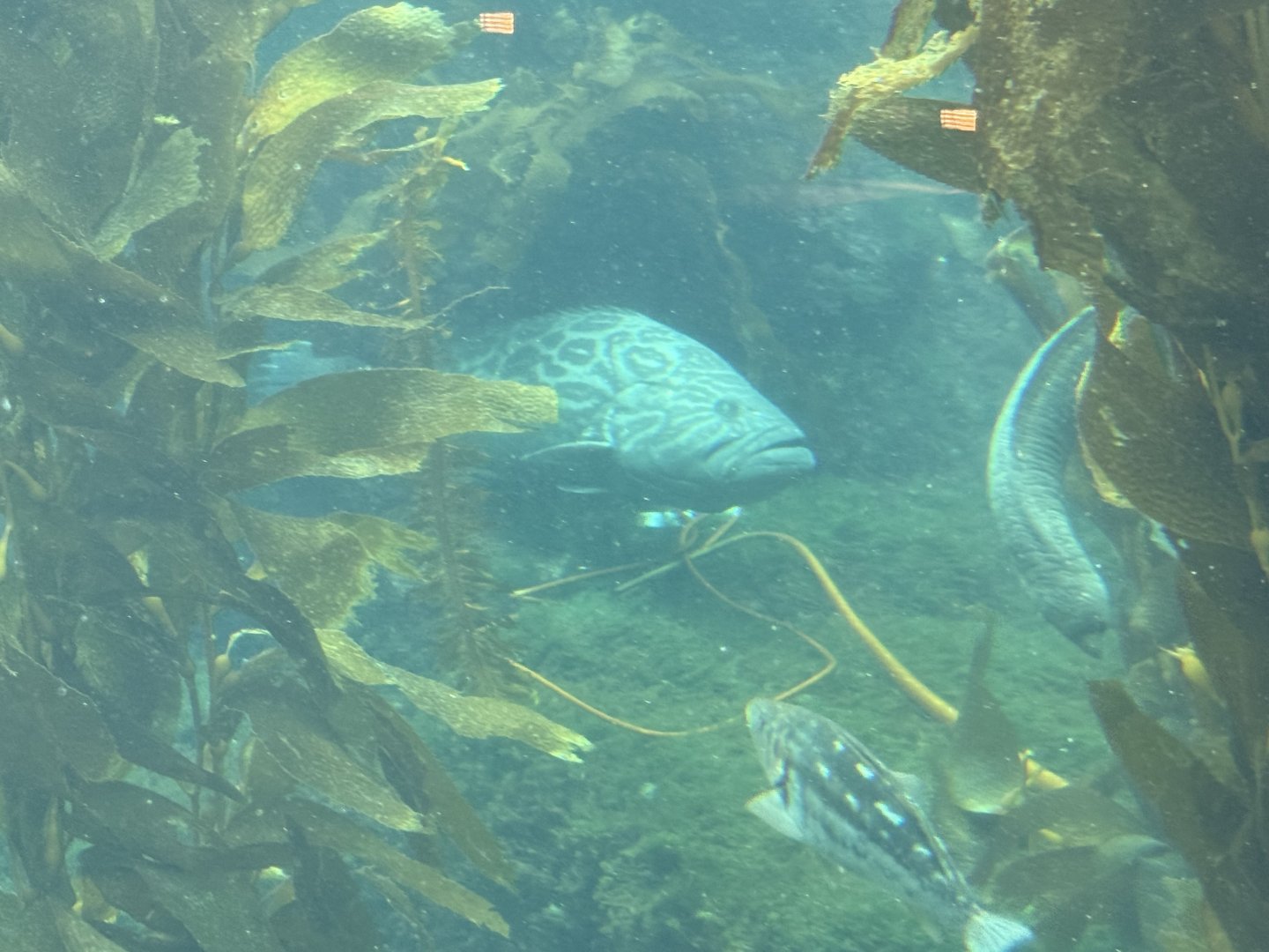 Broomtail grouper (Mycteroperca xenarcha) in the Kelp Forest
