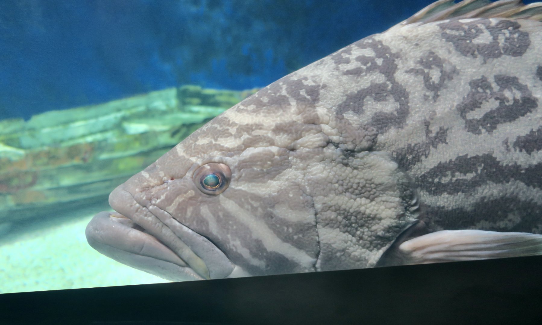 Broomtail Grouper (Mycteroperca xenarcha)