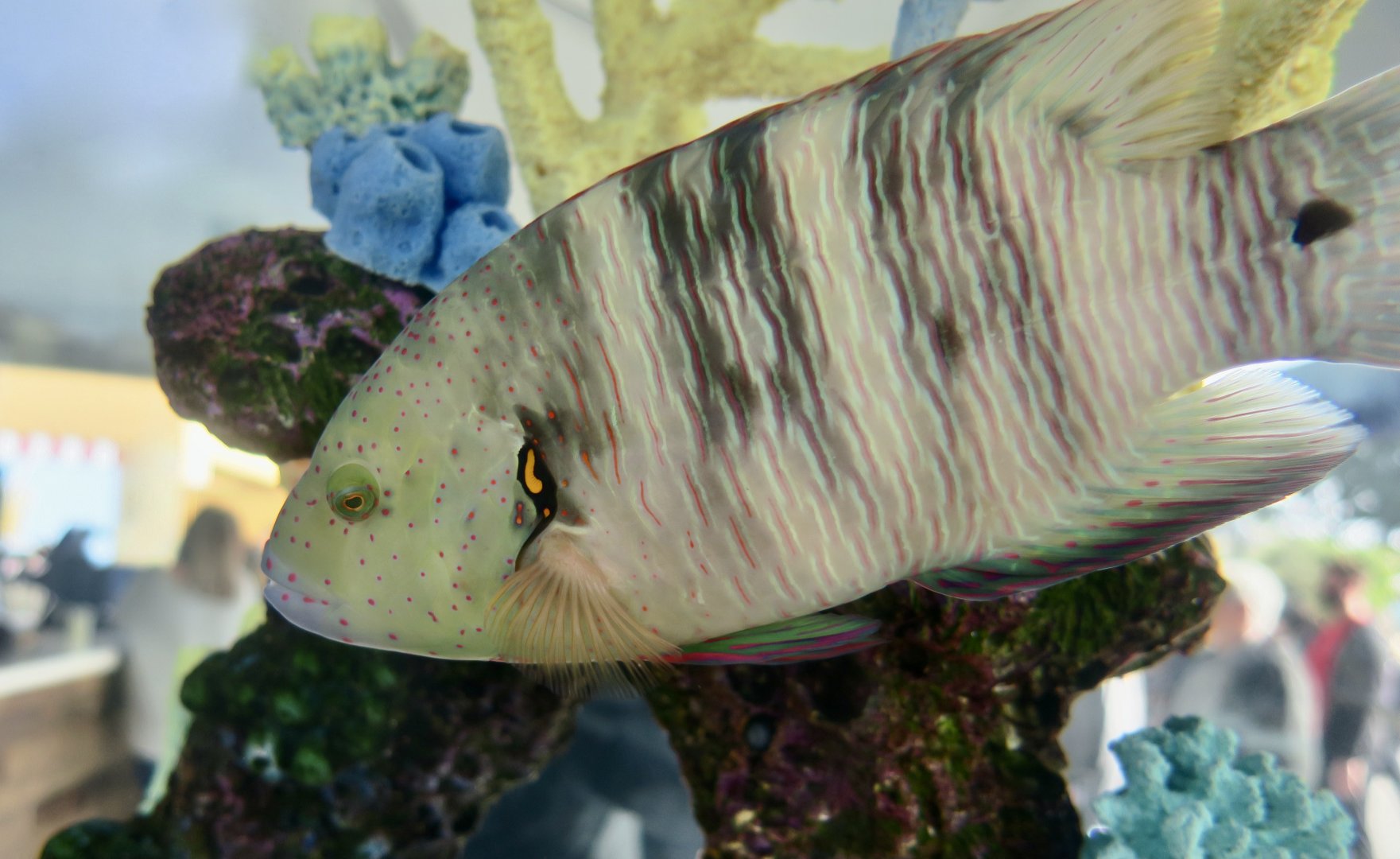 Broomtail Wrasse (Cheilinus lunulatus)