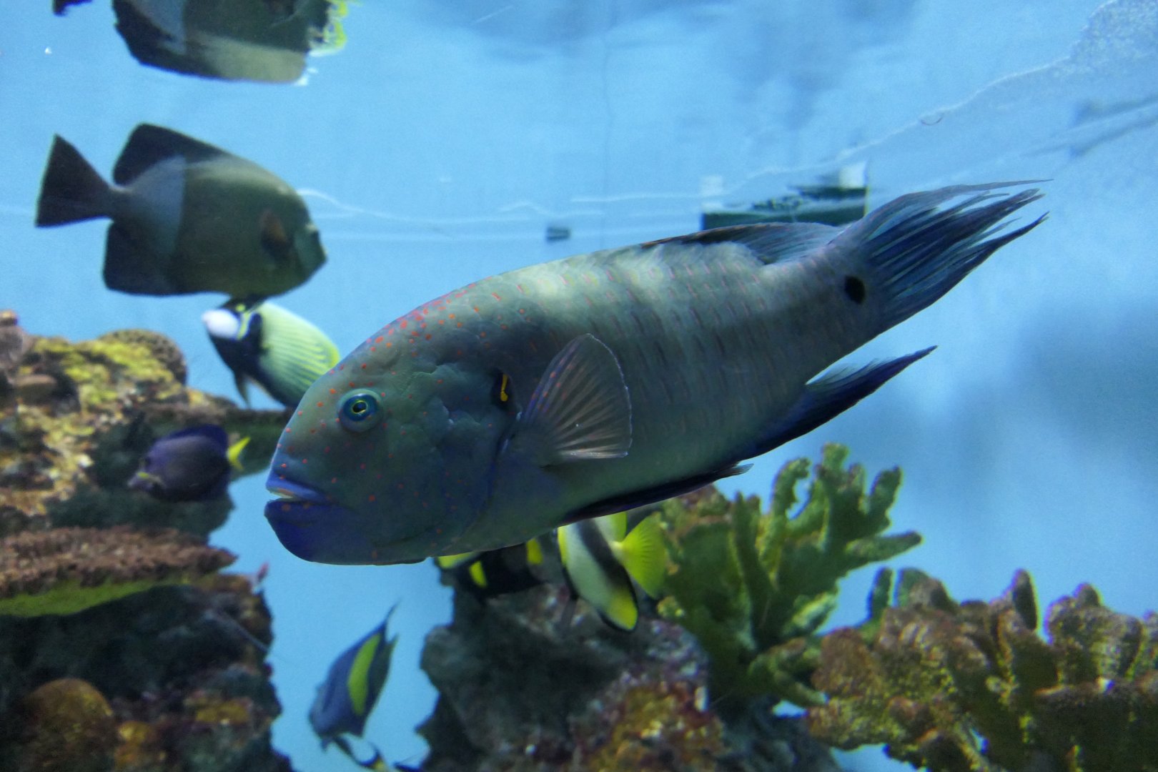 Broomtail Wrasse (Cheilinus lunulatus)