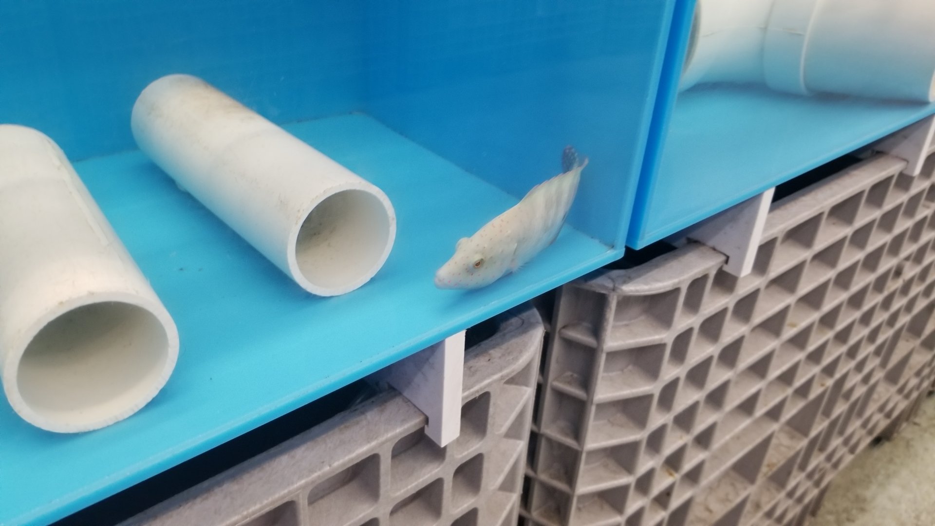 Broomtail wrasse juvenile, Cheilinus lunulatus