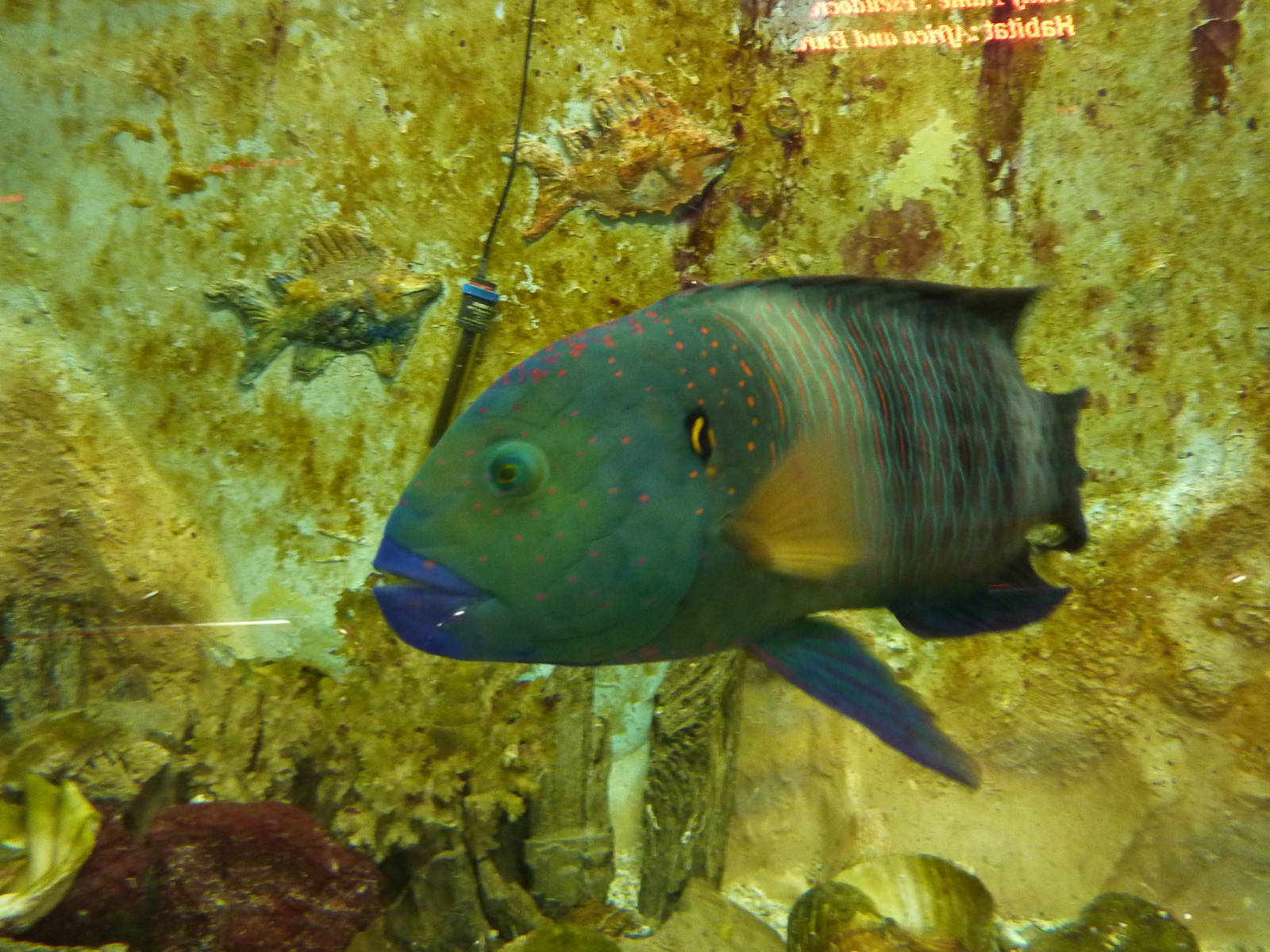 Broomtail wrasse