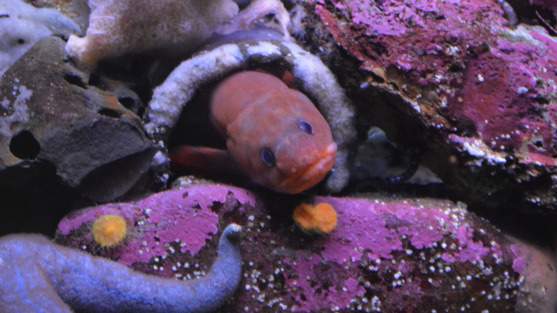 Brosmophycis marginata