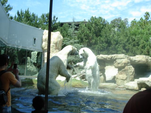 Brother &amp; Sister Polar Bears 2009