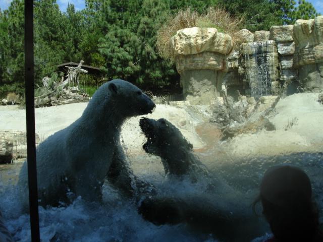 Brother &amp; Sister Polar Bears 2009